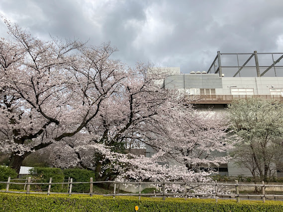 Cherry blossoms at RIKEN